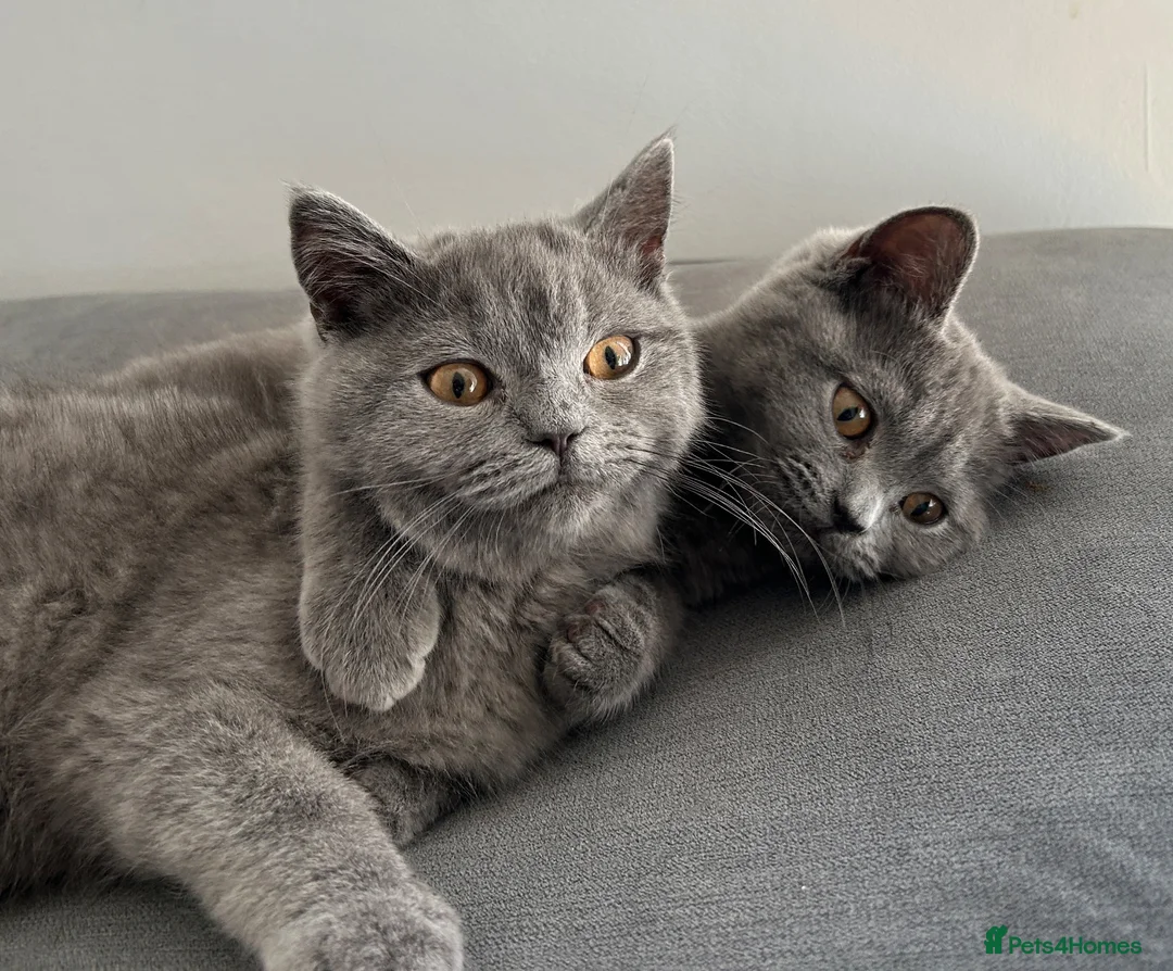 British Shorthair cats for sale: pure pedigreeBritish shorthairs kittens - Advert 1