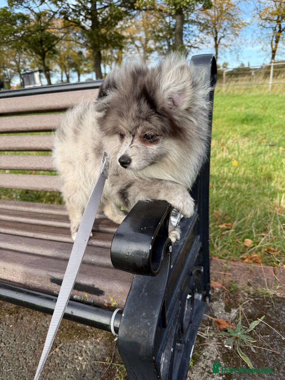 Pomsky dogs for sale: Pomeranian Merle Puppy one left  - Image 14