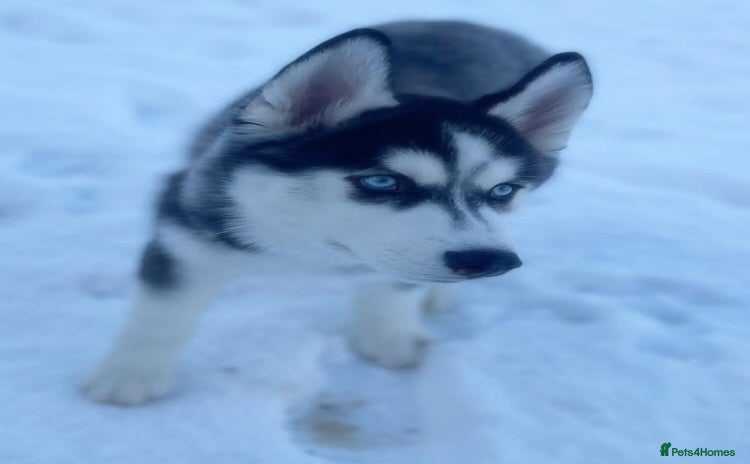 Siberian Husky dogs - Advert 1