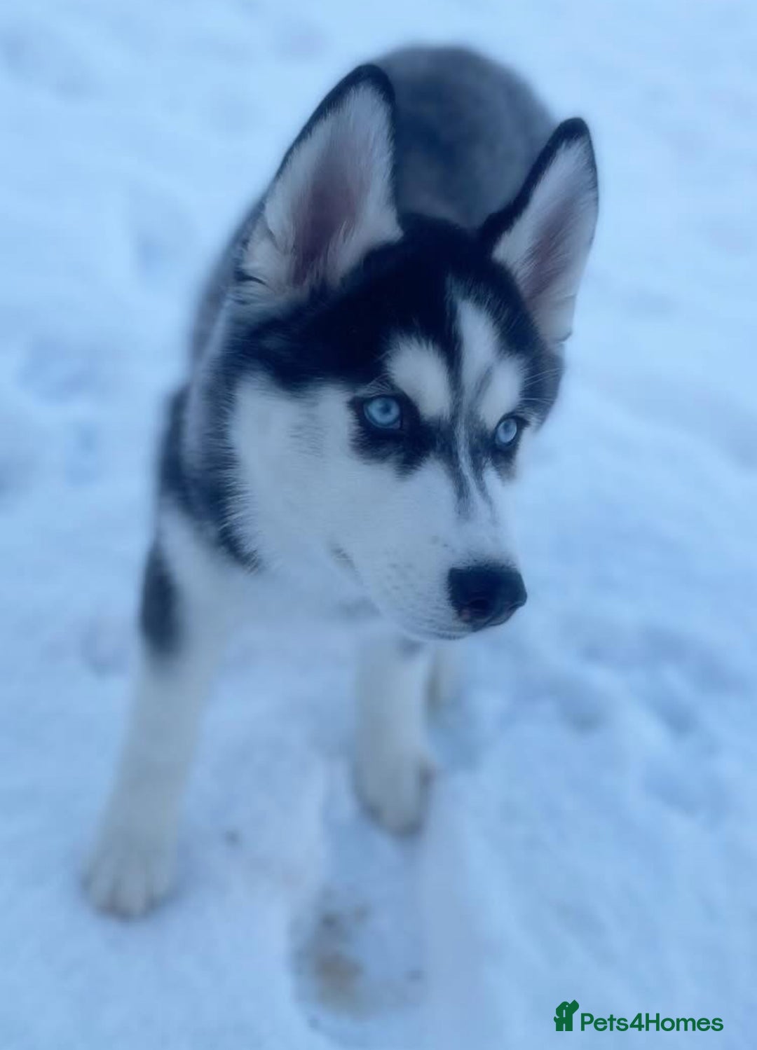 Siberian Husky dogs for sale: Meet Maximus 10 moth old Siberian Husky  - Image 1
