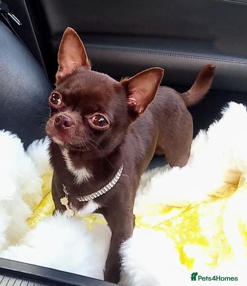 Chihuahua dogs chihuahuas stunning cute babys wow!! - Advert 2