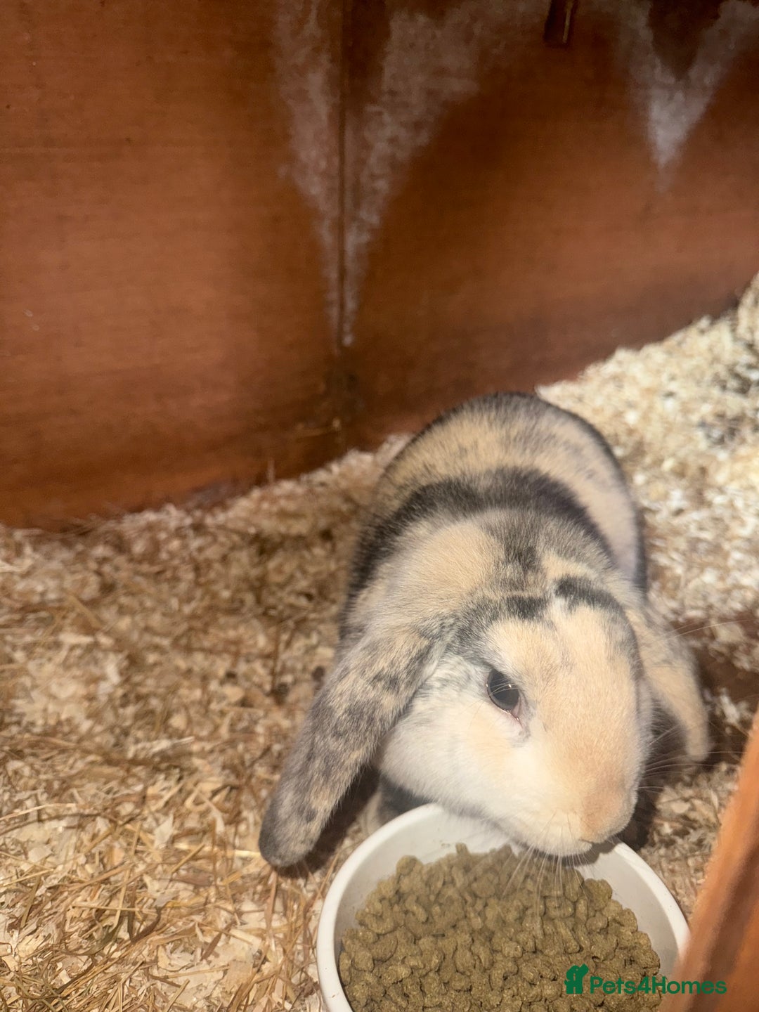 Mini Lop rabbits for sale: Beautiful Bunny For Sale - Advert 2