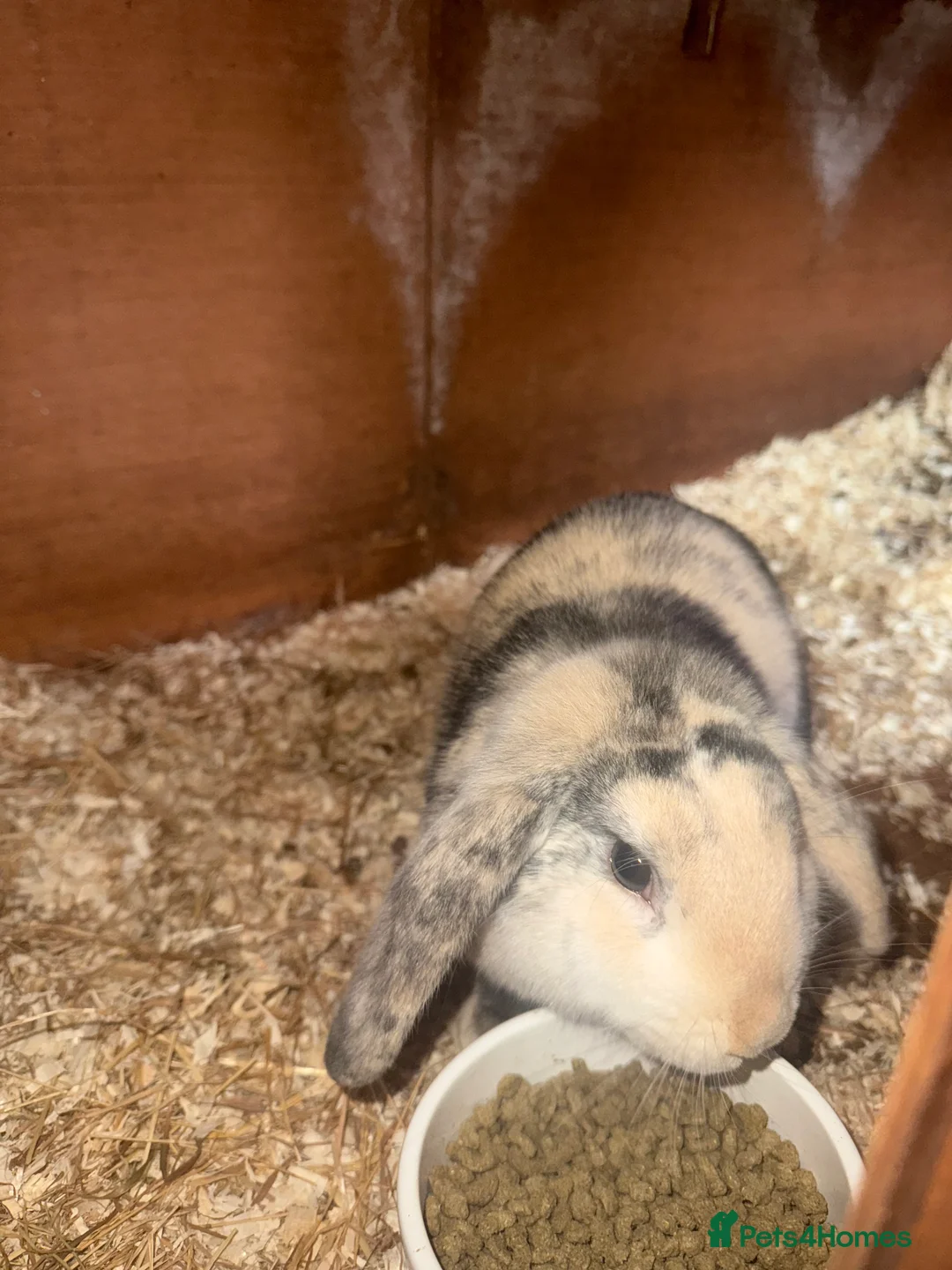 Mini Lop rabbits for sale: Beautiful Bunny For Sale - Advert 2
