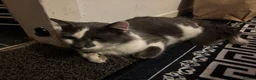 Maine Coon cats for sale: Main coon in Stanley - Advert 1