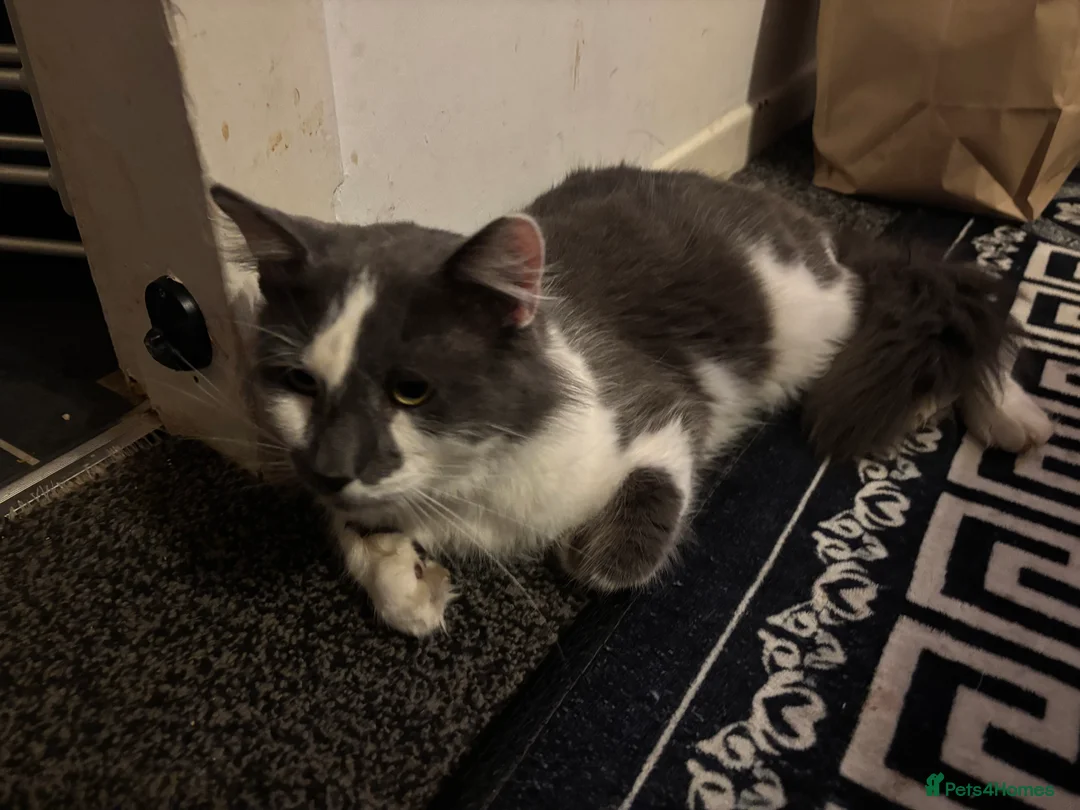 Maine Coon cats for sale: Main coon in Stanley - Advert 1