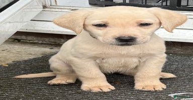 Labrador Retriever dogs - Advert 7