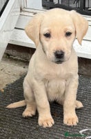 Labrador Retriever dogs - Advert 7