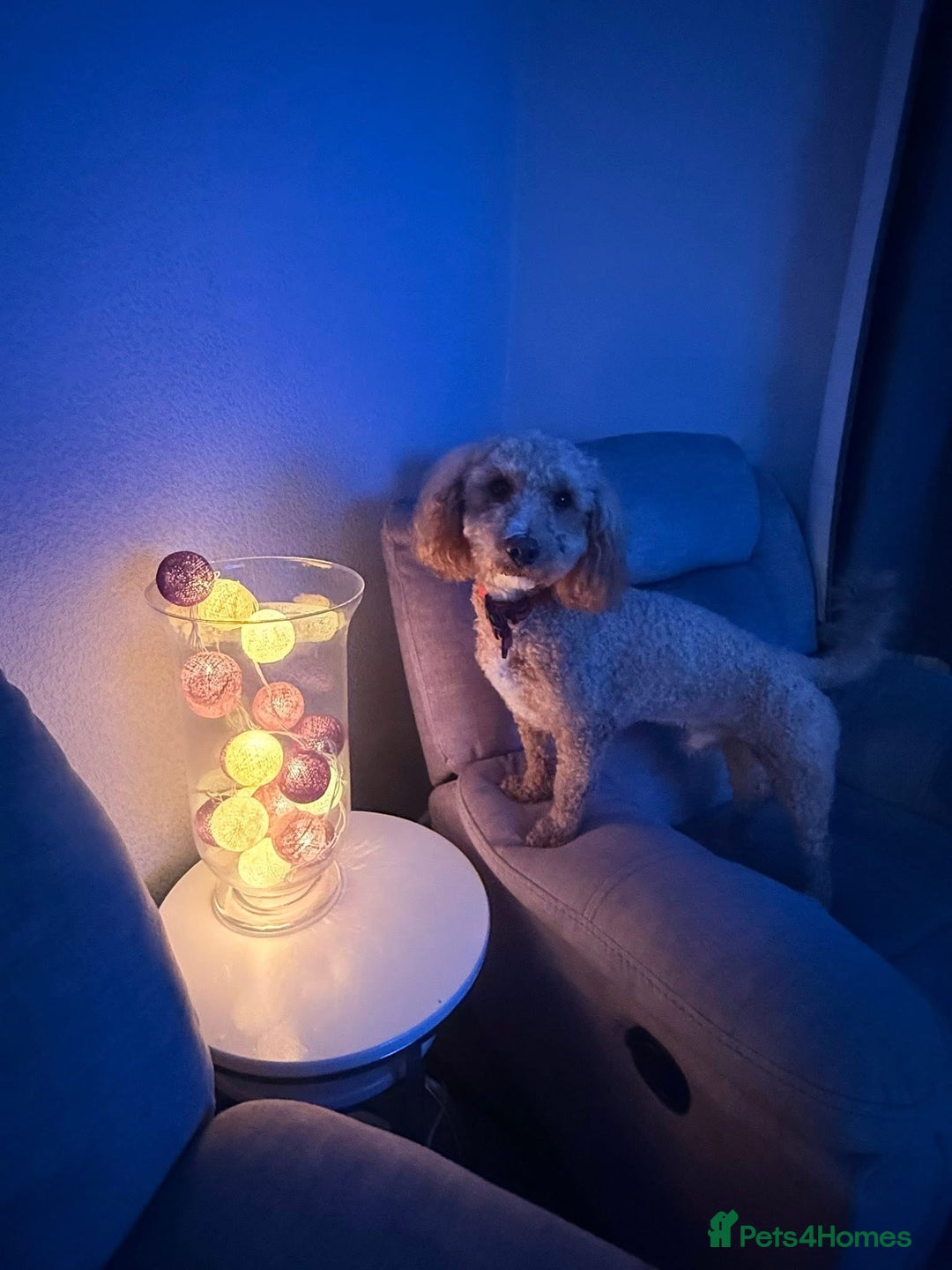 Cavachon dogs for sale: 2 year old male cavapoochon - Advert 3