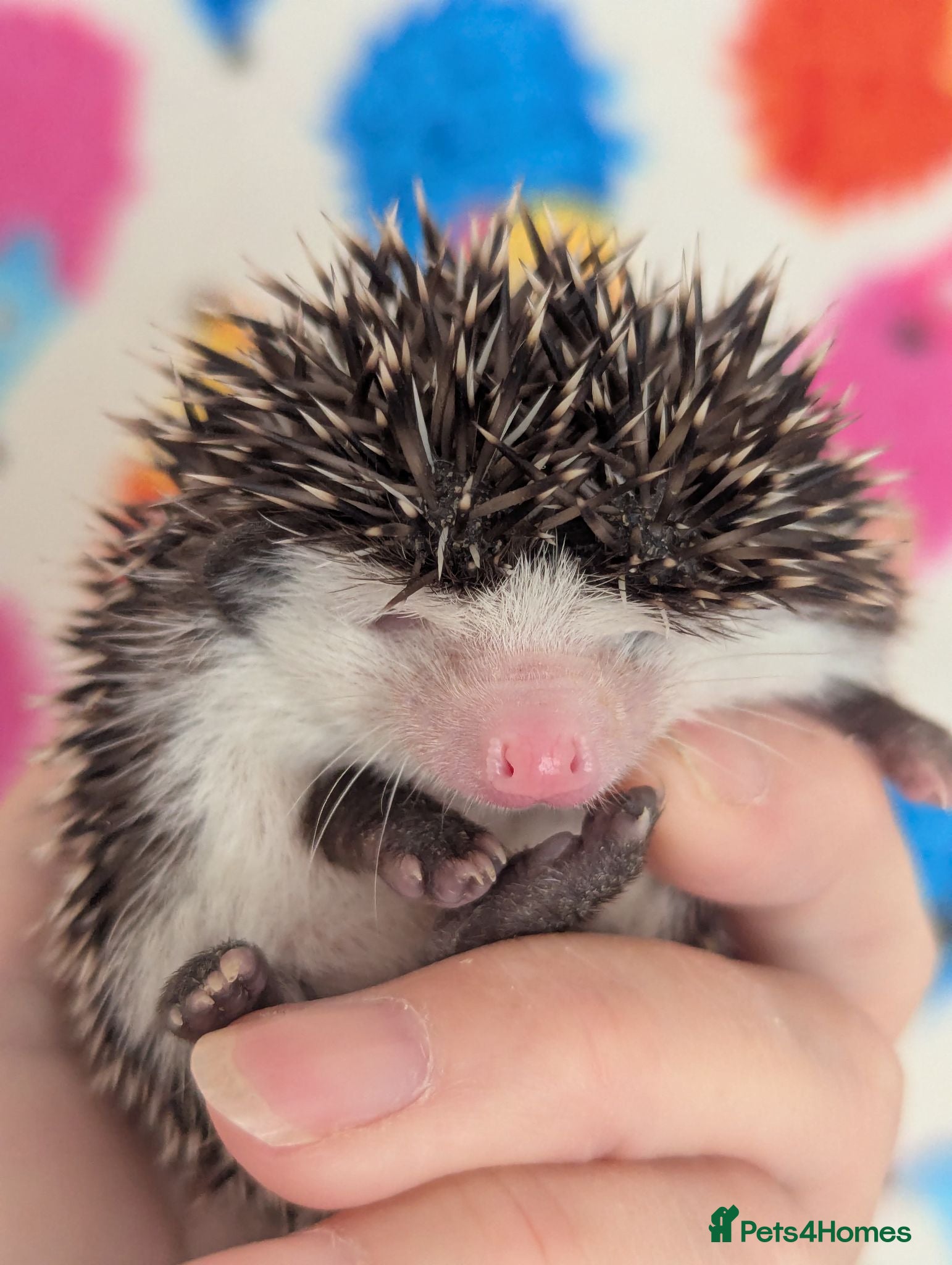 Pygmy Hedgehog rodents Stunning Hoglets Ready Now and to Reserve  - Advert 1