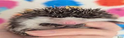 Pygmy Hedgehog rodents for sale: Gorgeous Reduced Hoglets available NOW!!!! - Advert 11