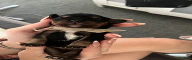  Black & Tan 