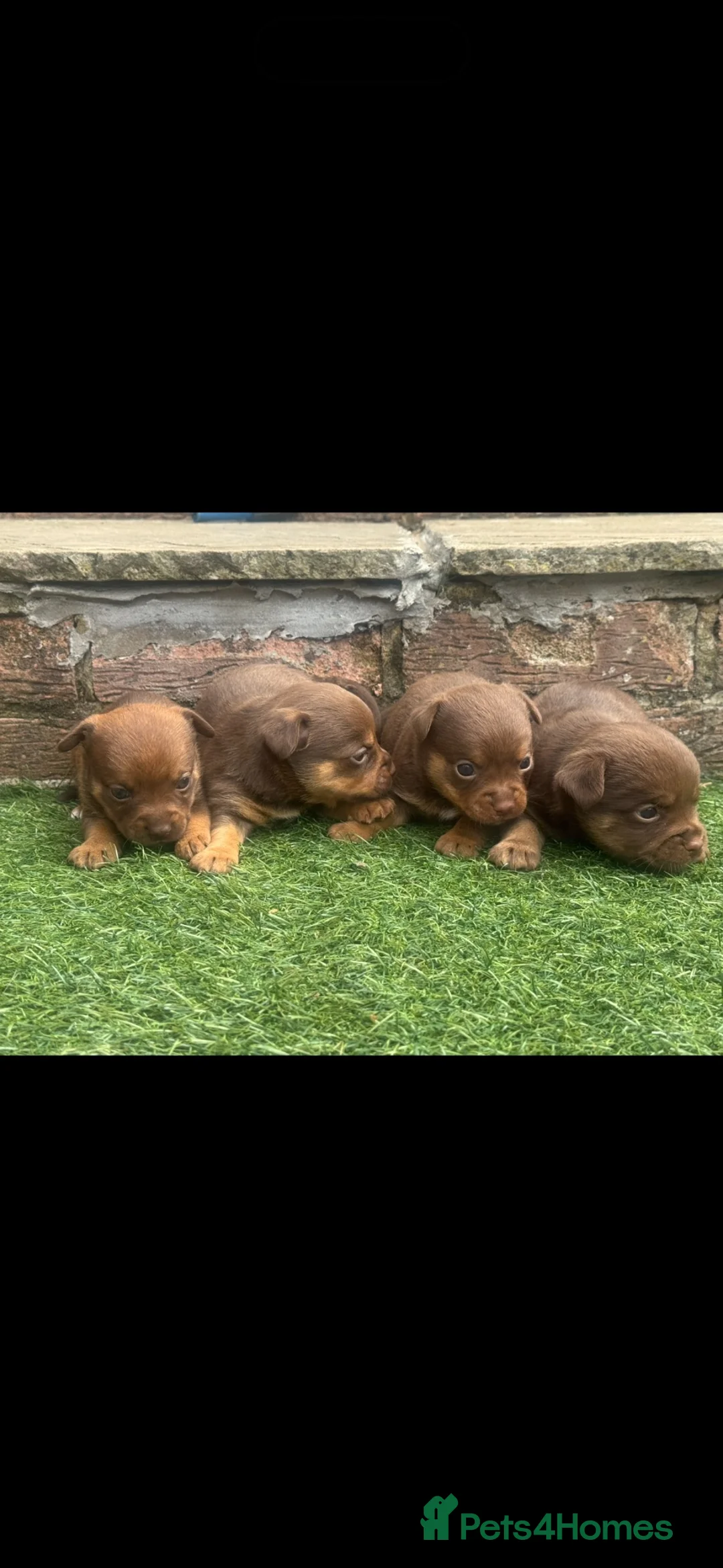 Jack Russell dogs for sale: Jack Russell pups  - Advert 2