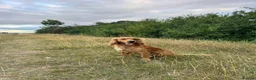Cocker Spaniel dogs for stud: Handsome Golden Working Cocker for Stud KC Reg - Advert 7