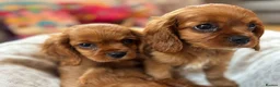 Cavalier King Charles Spaniel dogs for sale: Cavalier King Charles  - Advert 17