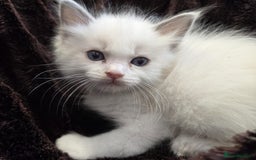 Ragdoll cats for sale: PEDIGREE RAGDOLL KITTENS FROM GCCF REGISTERED - Image 7