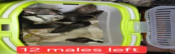Rat rodents for sale: n 5 black with patch white belly and 5 girls left - Advert 29