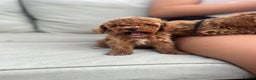 Cavapoo dogs for sale: 🌟 Premium F1bb Toy Cavapoo Puppies 🌟 - Advert 11