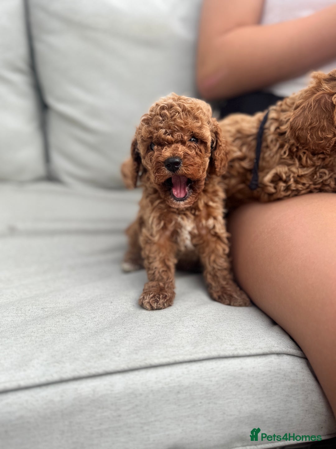 Cavapoo dogs for sale: 🌟 Premium F1bb Toy Cavapoo Puppies 🌟 - Advert 11