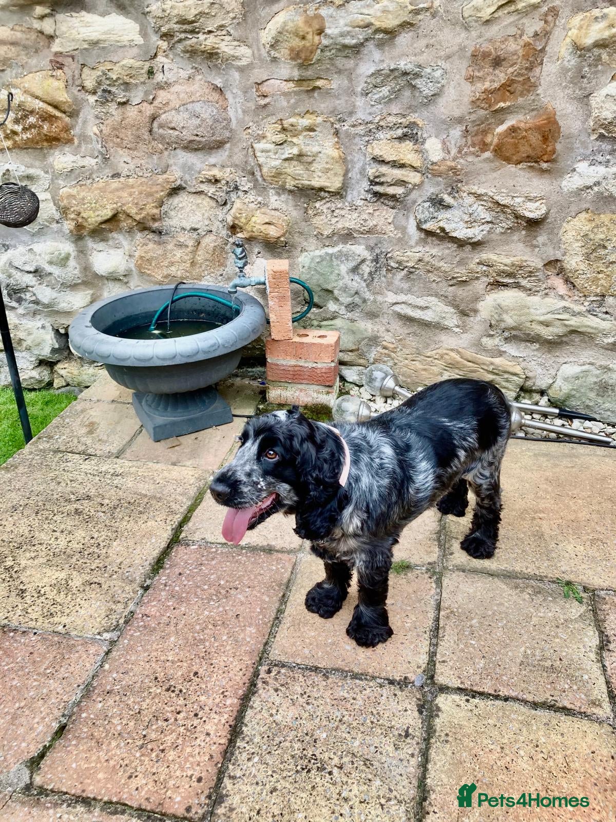 Cocker Spaniel dogs Beautiful chunky cocker spaniel pups for sale  - Advert 3