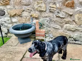 Cocker Spaniel dogs Beautiful chunky cocker spaniel pups for sale - Advert 5