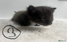 Mixed Breed cats for sale: 6 stunning kitten  - Image 7