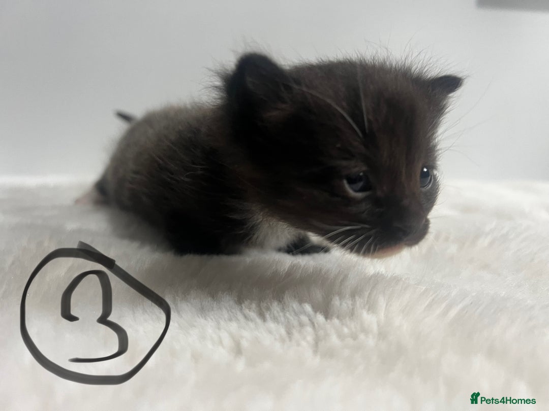 Mixed Breed cats for sale: 6 stunning kitten  - Image 7