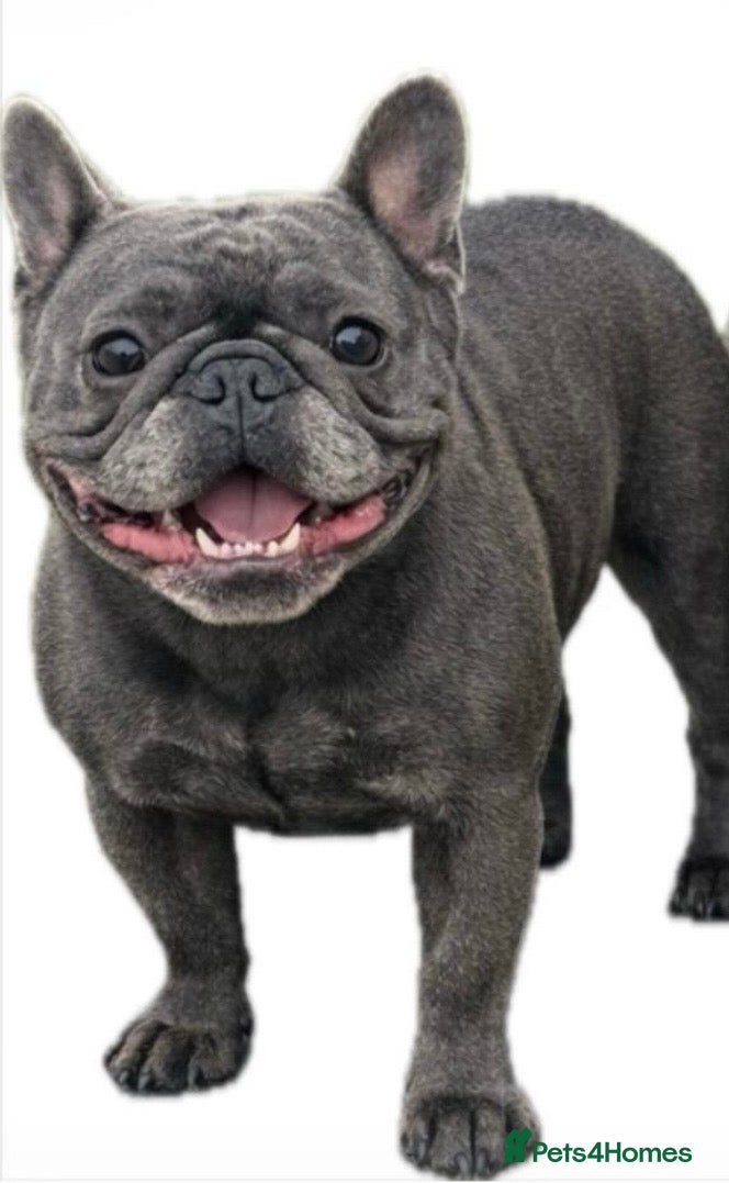 French Bulldog dogs French Bulldog Puppies - Advert 12