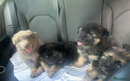 German Shepherd dogs for sale: KC REG GSD PUPPIES FULLY SCORED AND TESTED PARENTS - Image 1