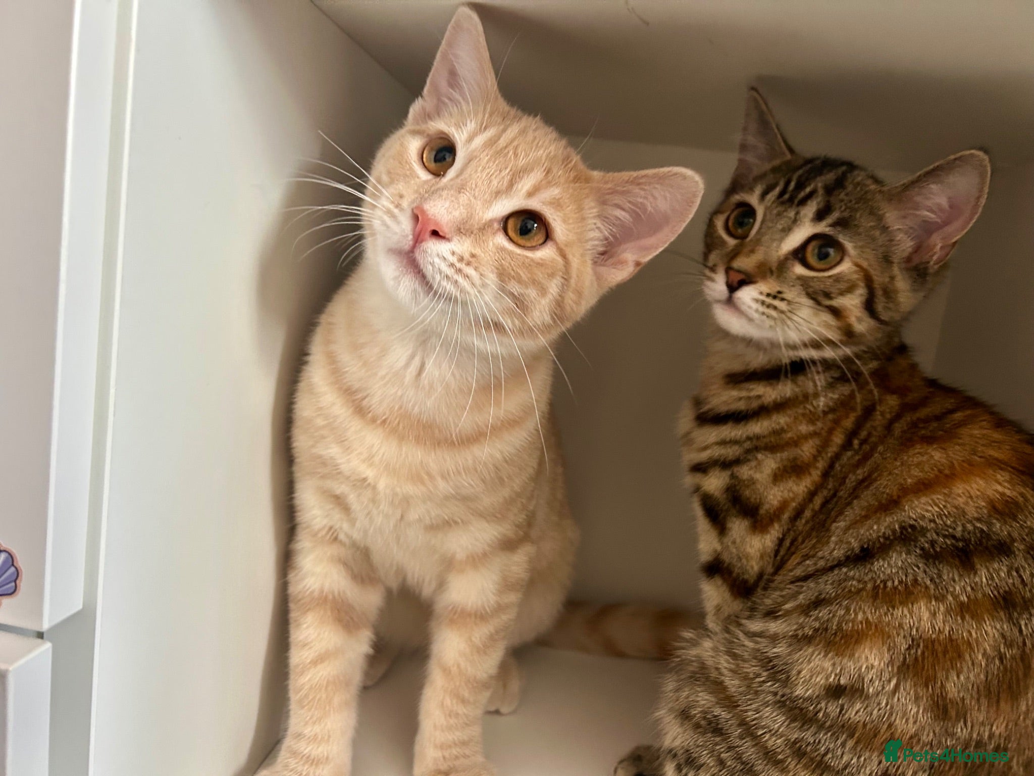 Domestic Shorthair cats Adorable Kittens 🐾 - Advert 4