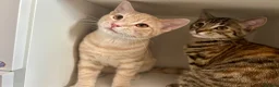 Domestic Shorthair cats for sale: Adorable Scottish mix Kittens 🐾 - Advert 1