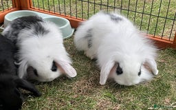 Mini Lop rabbits for sale: Beautiful Mini Lop Babies - Image 19