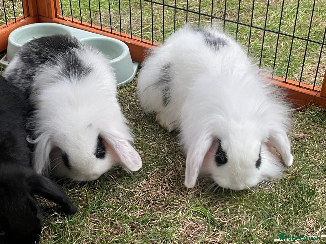 Mini Lop rabbits for sale: Beautiful Mini Lop Babies - Image 19