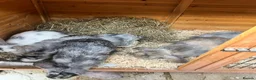 Mixed Breed rabbits for sale: Baby Dwarf Lop x Lionhead in Lichfield - Advert 11