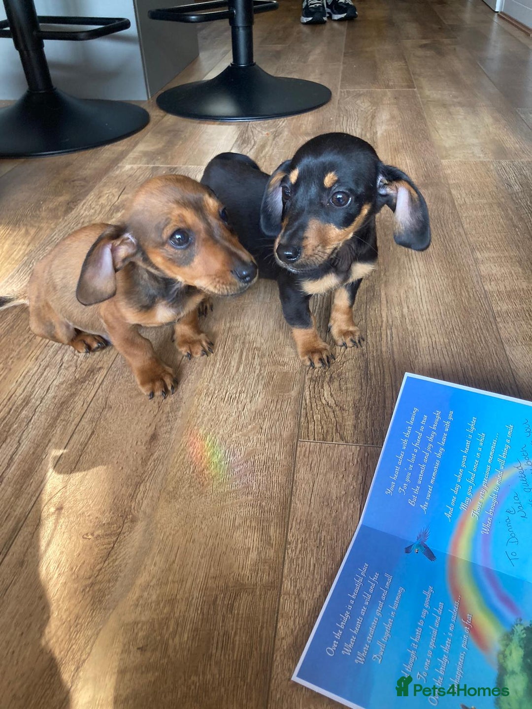 Dachshund dogs for sale: 2 dachshund pups - Image 3