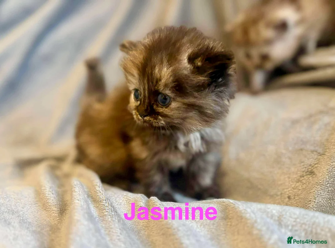 Persian cats for sale: **SOLD** Stunning litter of five female Perdolls - Advert 19