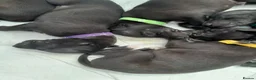 Whippet dogs for sale: Black whippet pups ready Now  - Advert 4