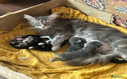 Maine Coon cats for sale: Maine coon kittens - Image 11