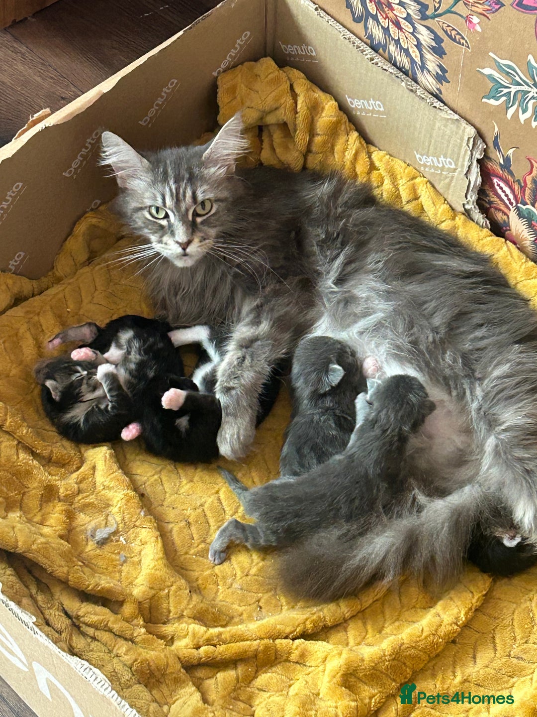 Maine Coon cats for sale: Maine coon kittens - Image 11