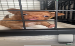 Chihuahua dogs for sale: Chihuahua Merle Puppies  - Image 11