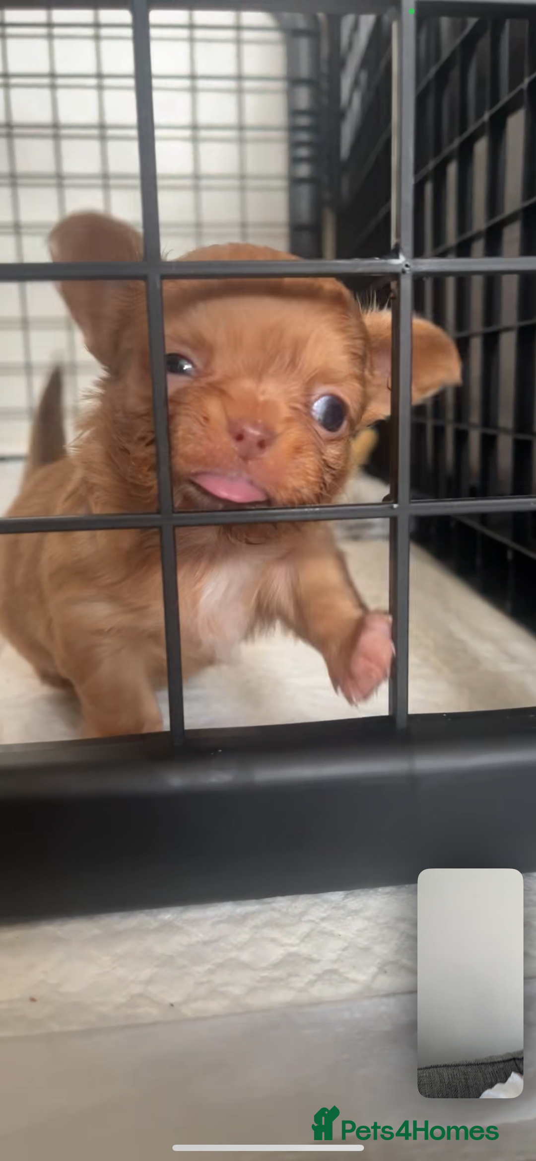 Chihuahua dogs for sale: Chihuahua Merle Puppies  - Image 11