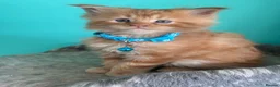 Maine Coon cats for sale: Beautiful mainecoon kittens  - Advert 11