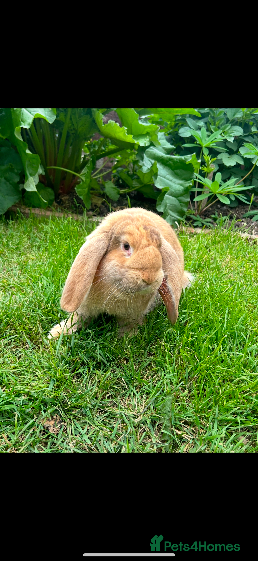 French Lop rabbits for sale: Chocolate Harli Giant French Female Lop - Image 1