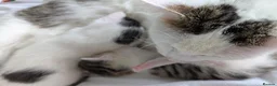 Mixed Breed cats for sale: 2 female kittens to go to a good home  in Macclesfield - Advert 10