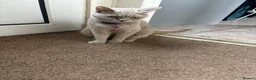British Shorthair cats for sale: 2 British short hair kittens  - Advert 2