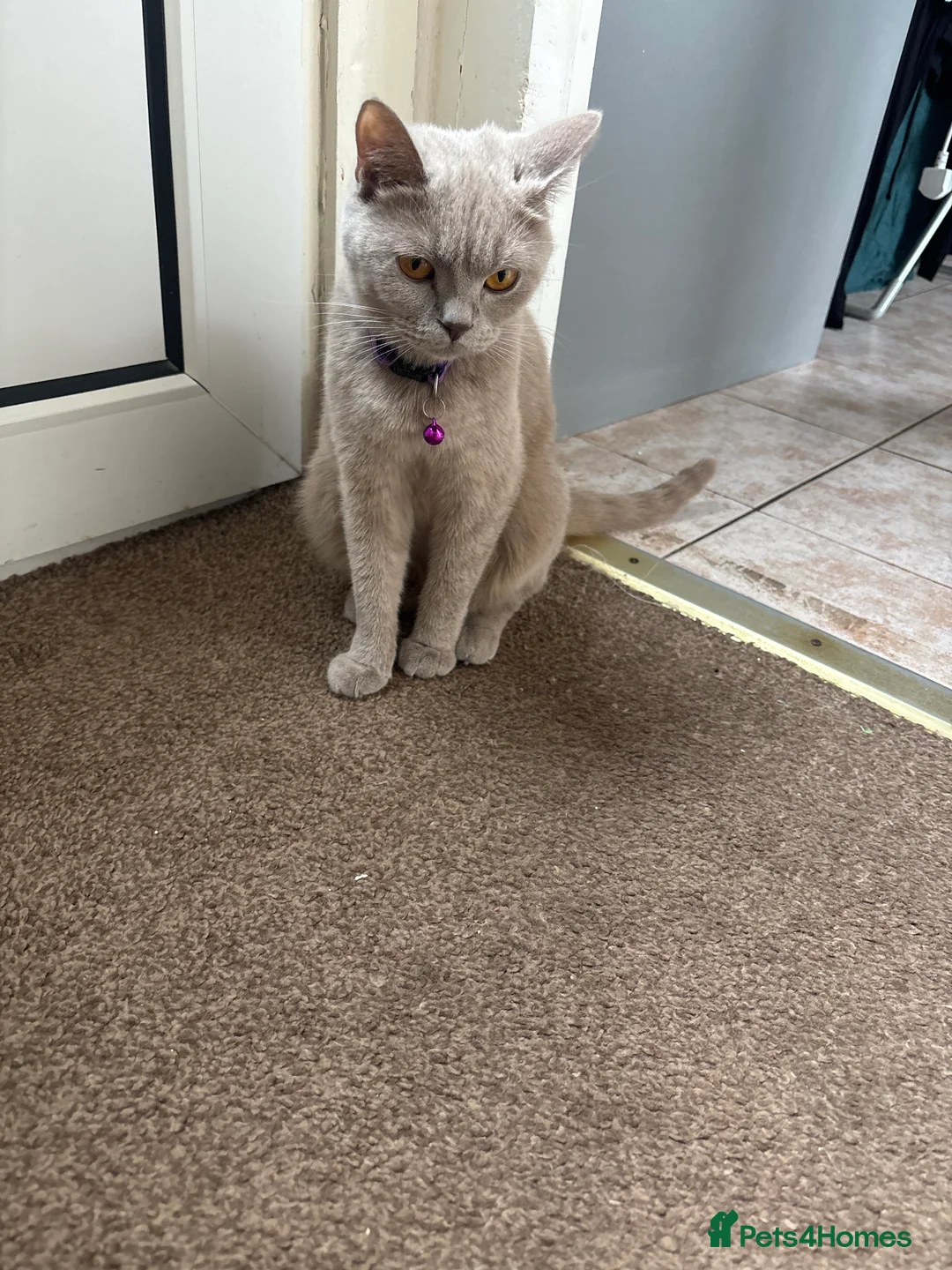 British Shorthair cats for sale: 2 British short hair kittens  - Advert 2