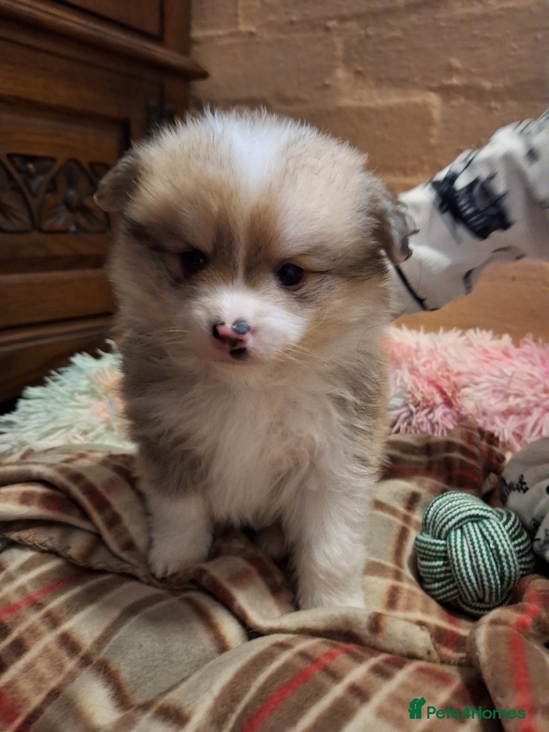 Pomeranian dogs for sale: Little cuties - Advert 9