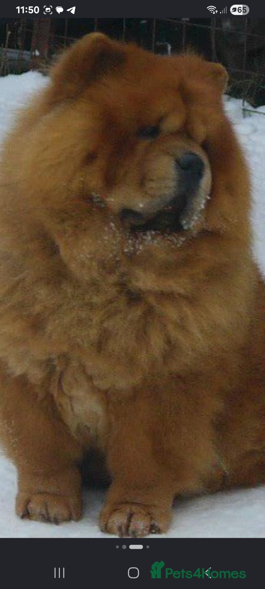 Chow Chow dogs Chow chow puppies - Advert 2
