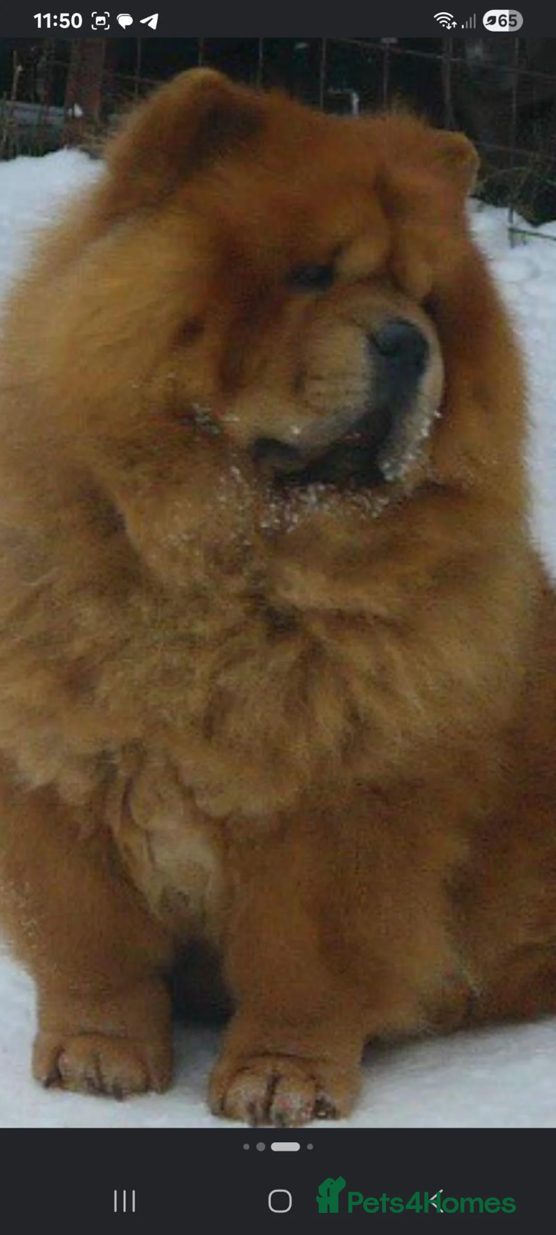 Chow Chow dogs for sale: Chow chow puppies in Cannock - Advert 1