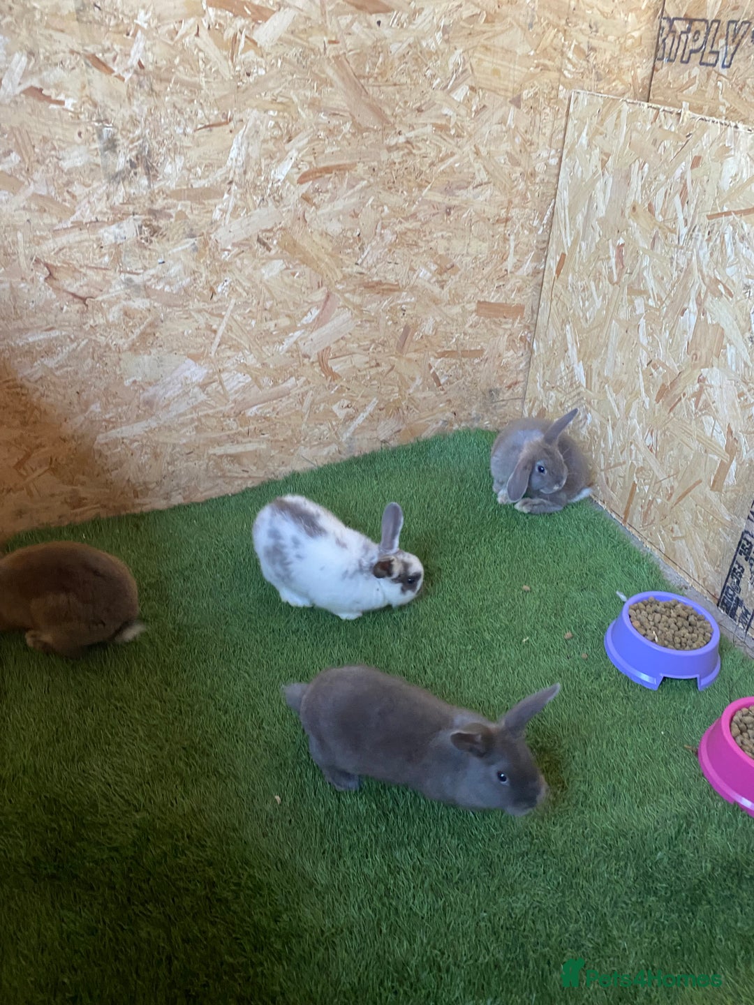 Rex rabbits for sale: Rex rabbits  - Image 13