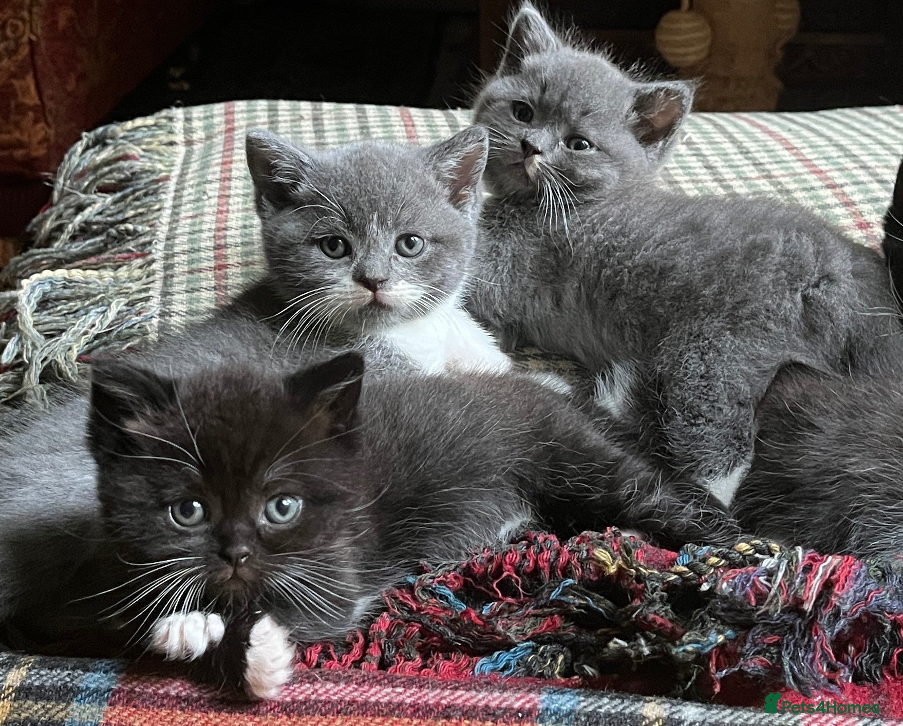 British Shorthair cats for sale: 2 British shorthair girls/ 1 British shorthair mix - Advert 1